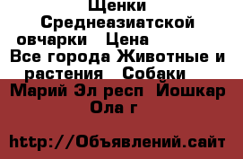 Щенки Среднеазиатской овчарки › Цена ­ 30 000 - Все города Животные и растения » Собаки   . Марий Эл респ.,Йошкар-Ола г.